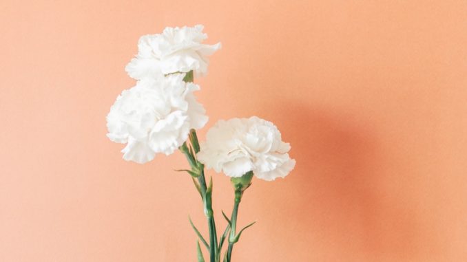 mothers day carnation2