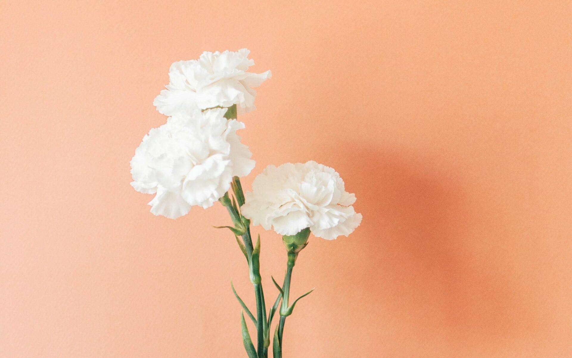 mothers day carnation2