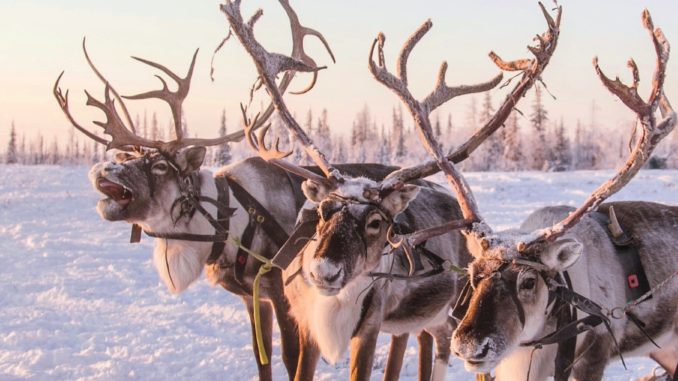 Santa's Reindeer Reindeer in Harness
