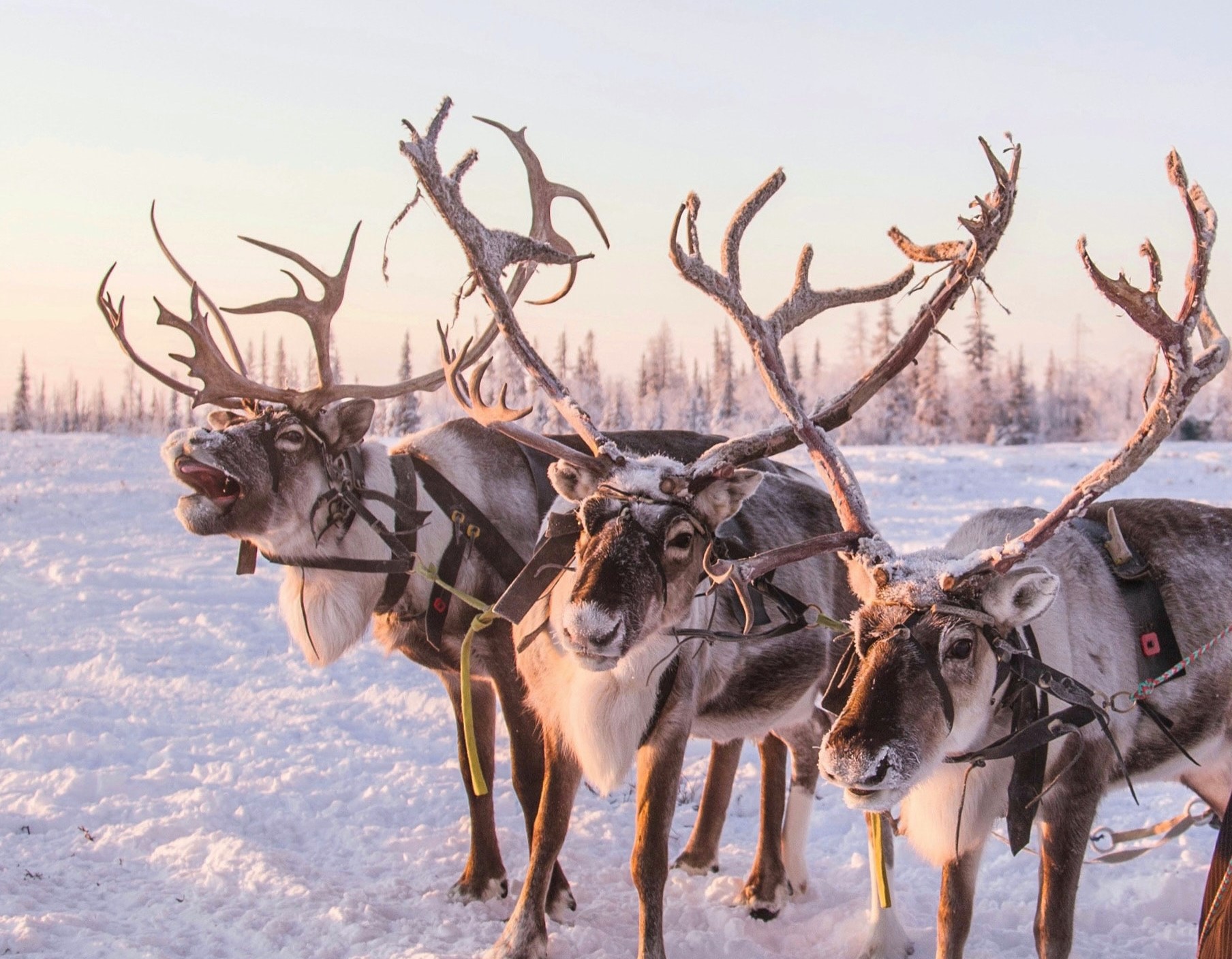 Santa's Reindeer Reindeer in Harness