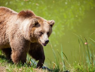 Bear walking