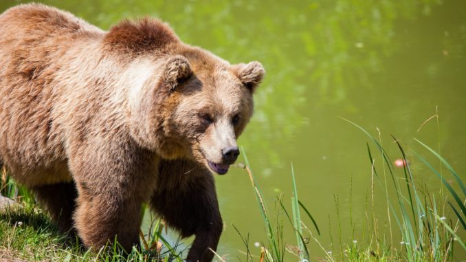 bear Bear walking