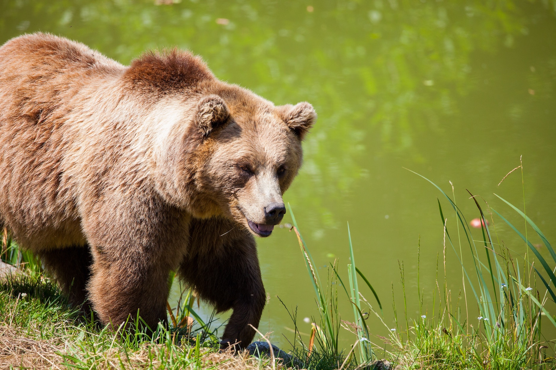 bear Bear walking