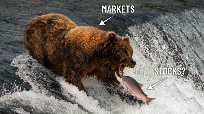 bearmarket Bear Market